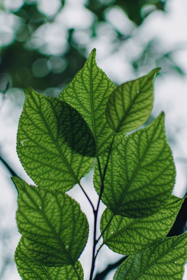 pexels-75711057-13006960