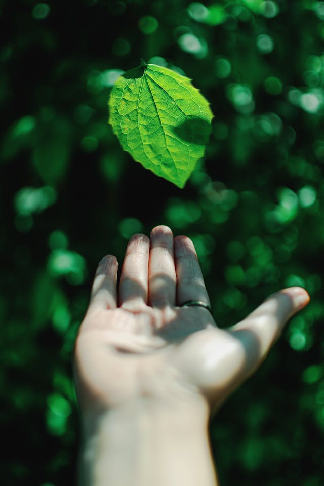 pexels-fotios-photos-2304253